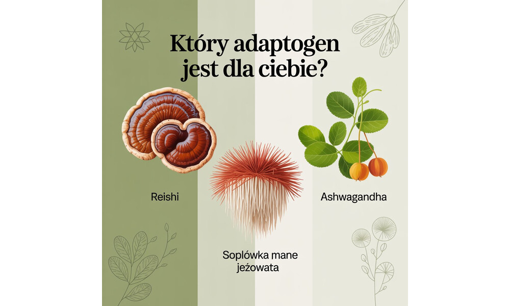 Reishi, soplówka jeżowata, ashwagandha – który adaptogen jest dla Ciebie?