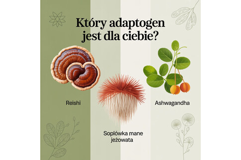Reishi, soplówka jeżowata, ashwagandha – który adaptogen jest dla Ciebie?