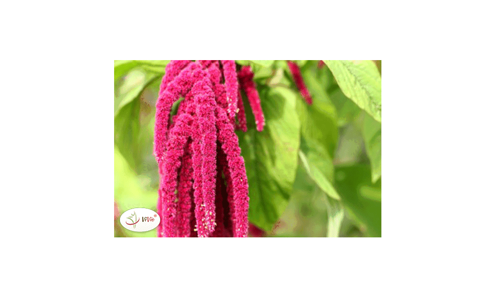 Amarantus – cudowne ziarno!