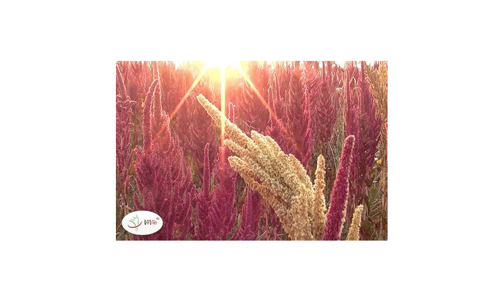 Jak wykorzystać amarantus w kuchni? 5 unikalnych przepisów!