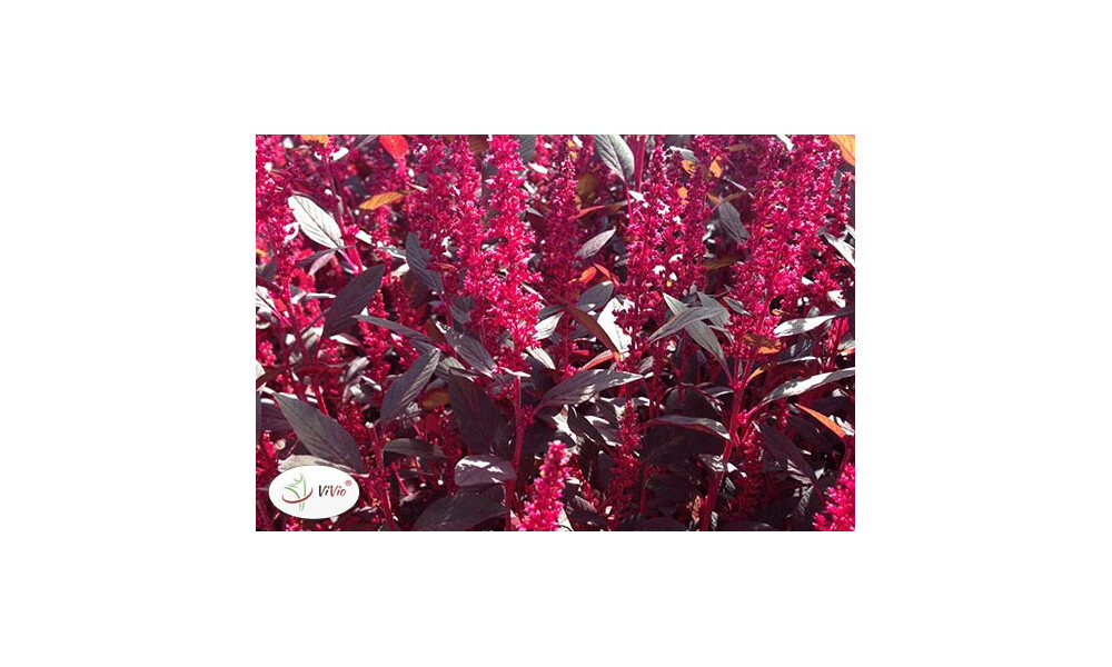 Amarantus na każdą okazję – sprawdź zastosowanie szarłatu w kuchni!