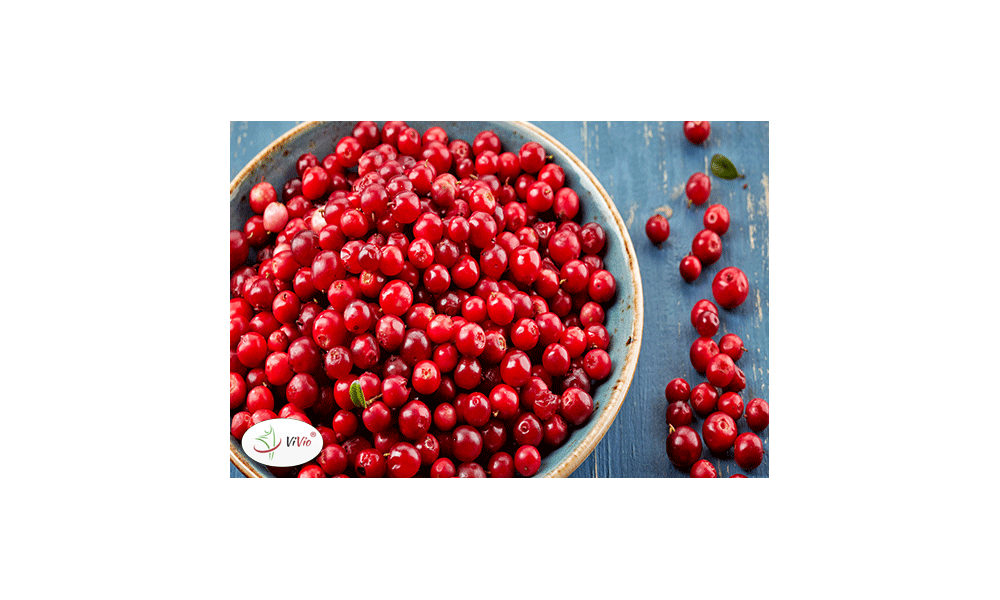 Borówka brusznica – czego o niej nie wiesz?