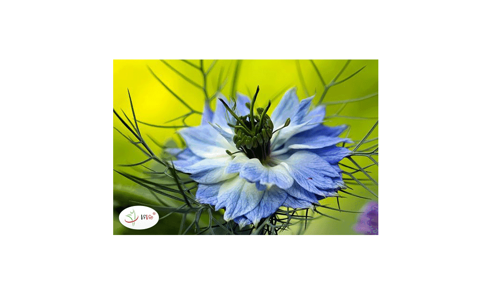 Czarnuszka bogatym źródłem witaminy C