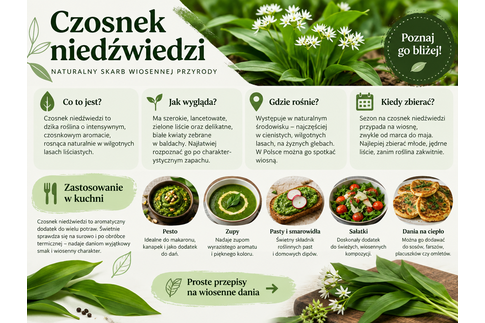 Czosnek niedźwiedzi - co to jest, właściwości i dawkowanie