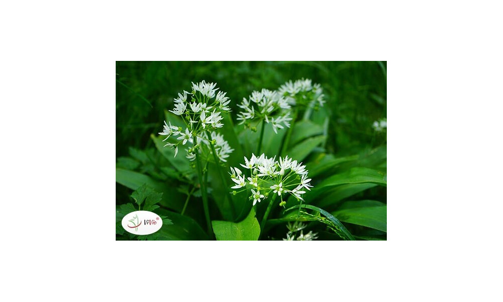 Czosnek niedźwiedzi – co to jest? Właściwości, zastosowanie i sprawdzone przepisy