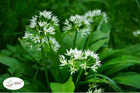 Czosnek niedźwiedzi – co to jest? Właściwości, zastosowanie i sprawdzone przepisy