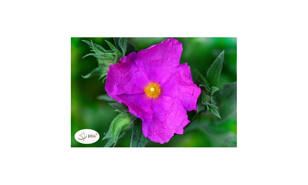 Czystek – właściwości, na co pomaga, zastosowanie. Wszystko, co warto wiedzieć!