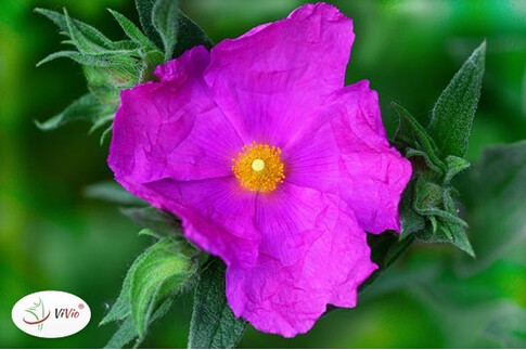 Czystek – właściwości, na co pomaga, zastosowanie. Wszystko, co warto wiedzieć!