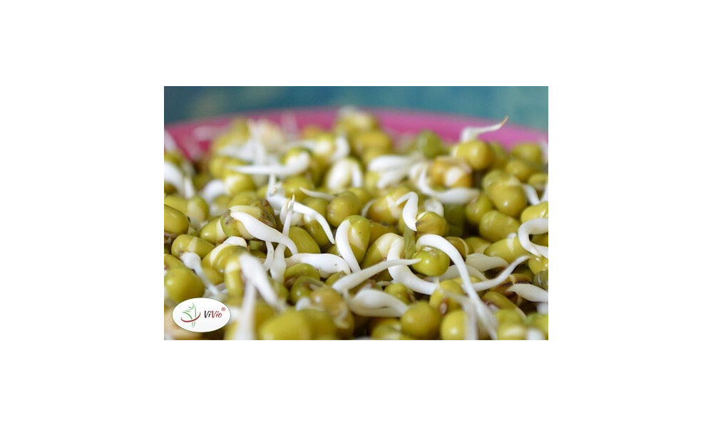 FASOLA MUNG przepisy wegańskie. Wybierz swój!