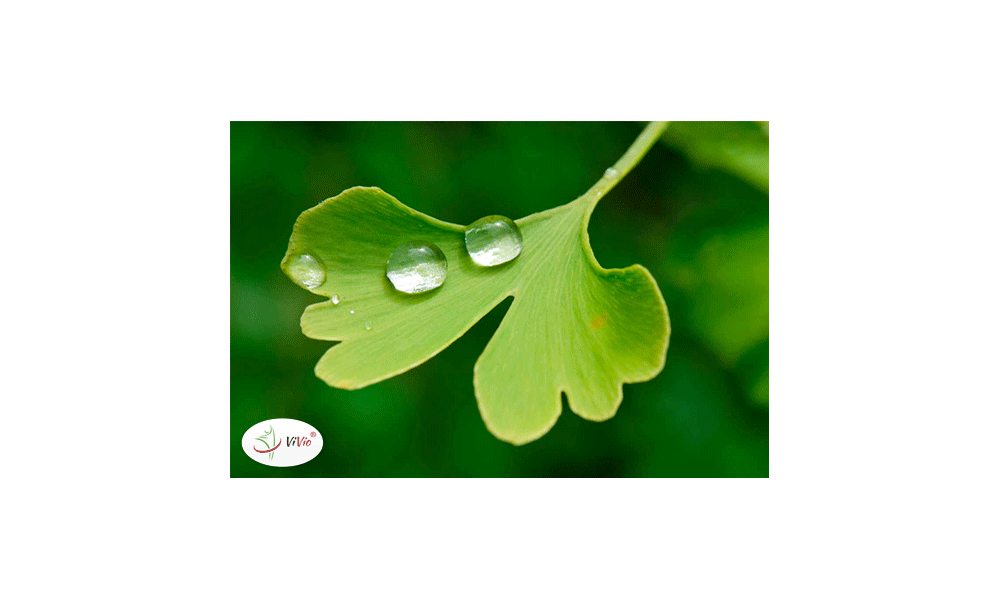 „Żywa skamieniałość” – ginkgo biloba