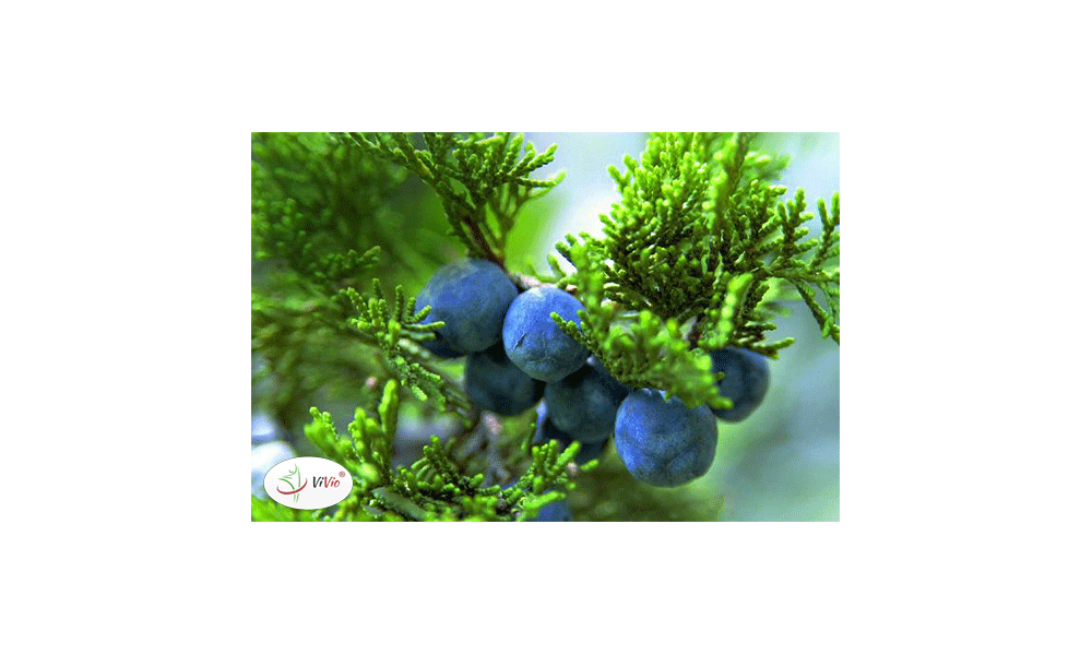 Magiczny krzew na polskiej ziemi, czyli jałowiec i właściwości jego owoców