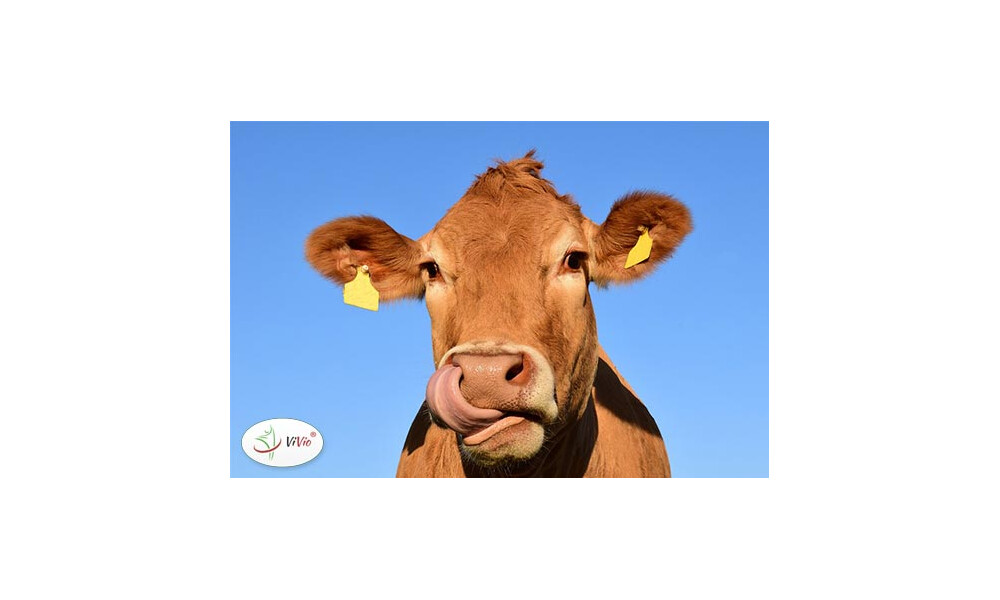 Mleko krowie vs. mleko roślinne