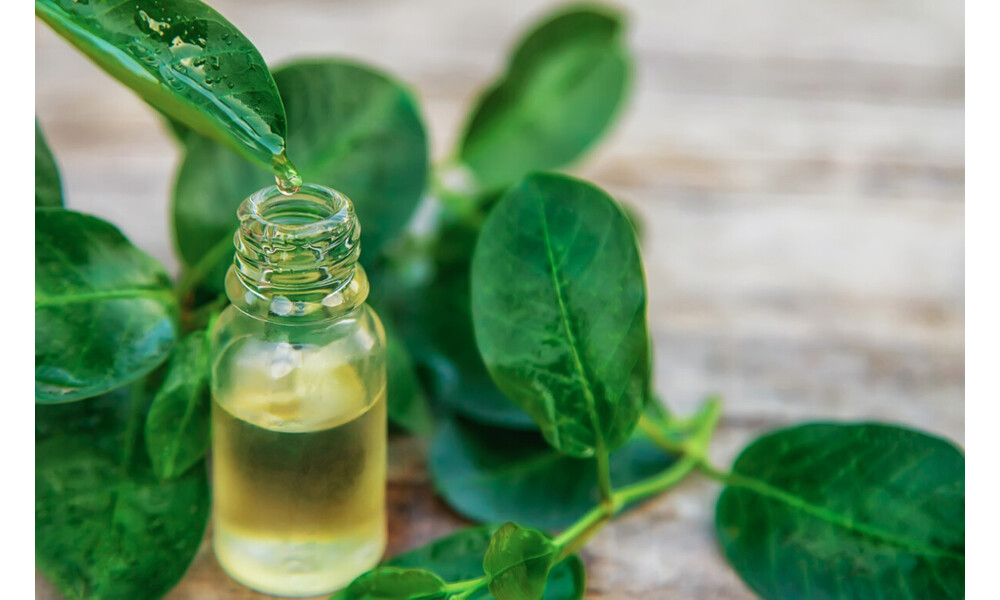 Olejek z drzewa herbacianego – zastosowanie, właściwości, gdzie kupić