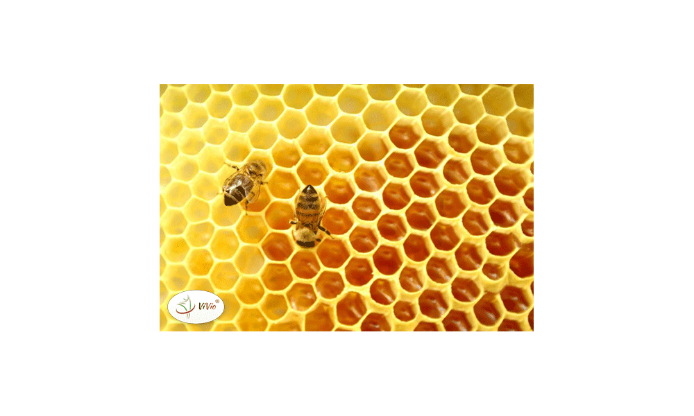 Miód spadziowy – dlaczego warto go spożywać?