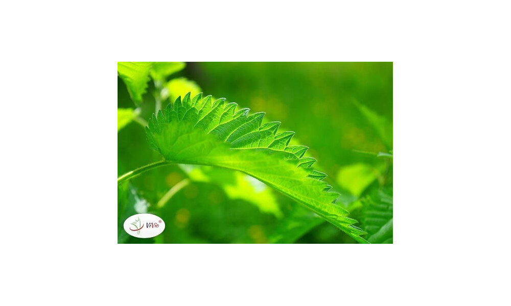 Sok z pokrzywy i jego korzystny wpływ na organizm człowieka. Pij na zdrowie!