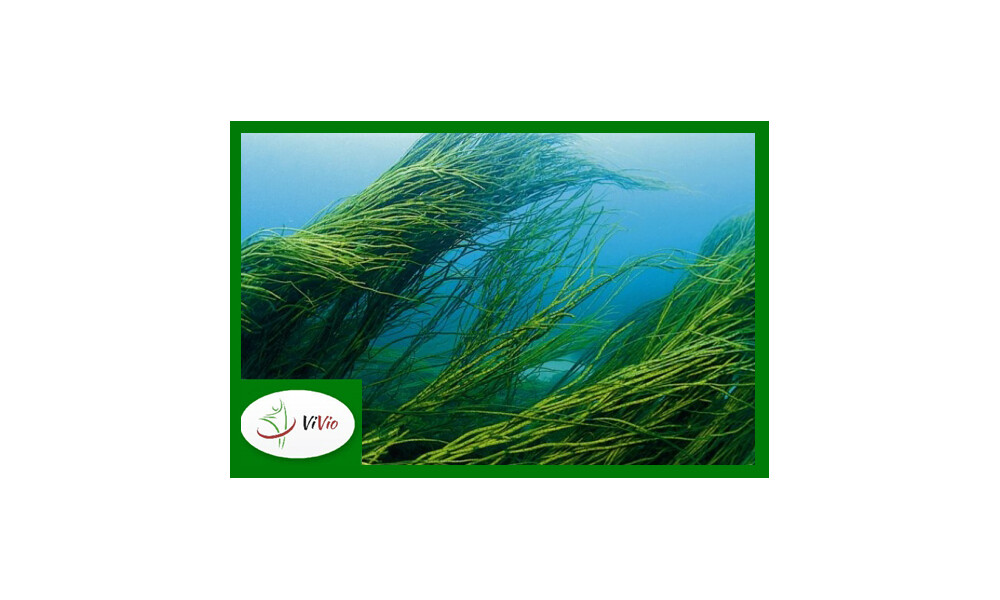 Cudowna SPIRULINA w diecie i kosmetyce