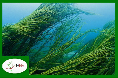 Cudowna SPIRULINA w diecie i kosmetyce