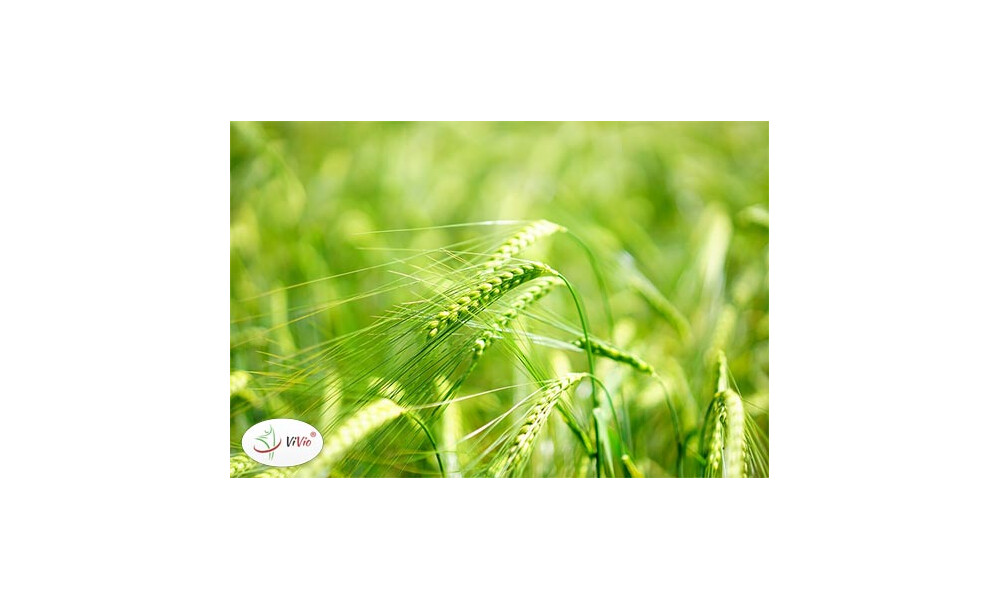 Jęczmień – sprawdź, dlaczego warto go stosować?